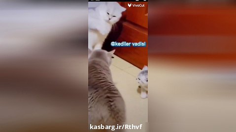 ویدیو خنده دار از گربه