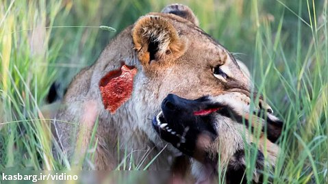شیر پدر در رویا غوطه ور است تا به سگ های وحشی اجازه حمله به توله شیرها را بدهد