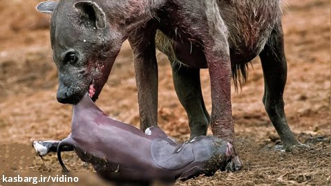 حیوانات تازه متولد شده که باید برای زندگی با کفتار وحشی مبارزه کنند - حیات وحش