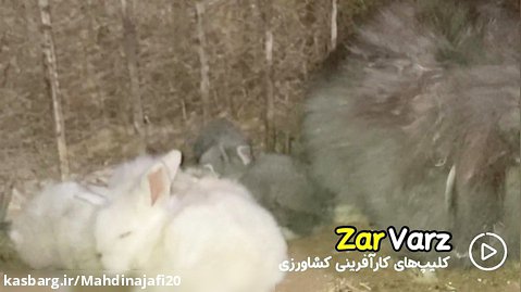 پرورش خرگوش در ایران