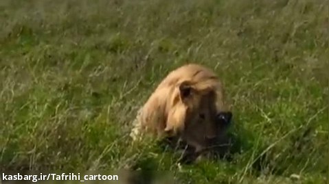 شیر نر یک کفتار را می کشد - مستند حیوانات حیات وحش