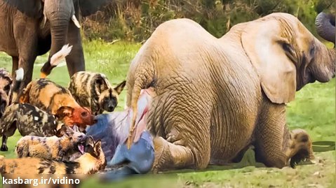 فیل در اثر حمله شکارچیان وحشی کشته می شود و اعضای بدنش را... | حیوانات وحشی