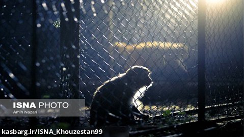 ویدئو / تنها پارک حیات وحش استان خوزستان، ۶ سال بعد از افتتاح
