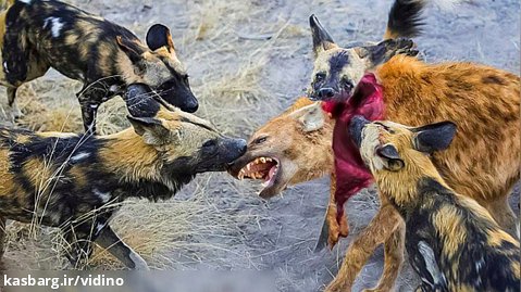 حمله سگ های وحشی و ربودن شکار از کفتار وحشی - جنگ و نبرد حیوانات وحشی