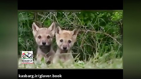گلاور:فیلم/ توله گرگ های هفت قلو در طبیعت گلستان
