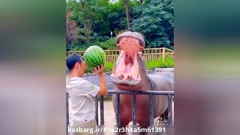 هندوانه خوردن اسب آبی