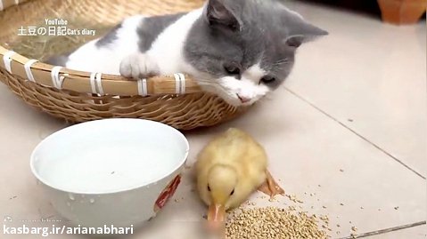 بازی کردن اردک ها با گربه