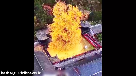 این درخت تنها بازمانده بمباران اتمی هیروشیماست