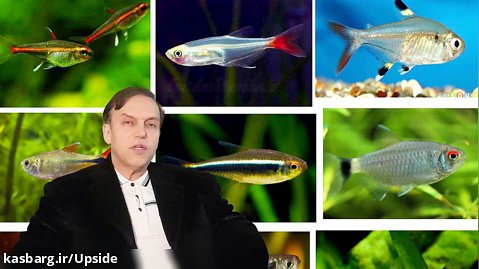 پرسش و پاسخ با استاد محمدرضا صفاری: ماهیهای تترا