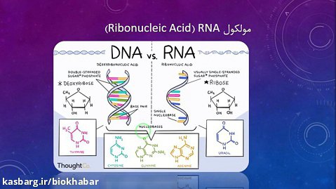 انواع RNAها