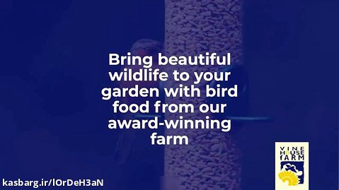 پرنده آواز خوان