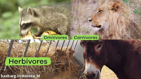 Herbivores_Carnivores_Omnivores