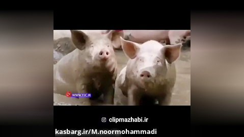 چرا گوشت خوک حرام هست؟