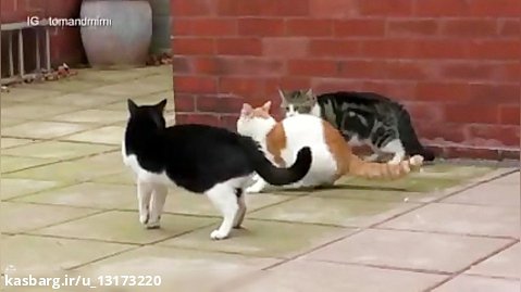 درگیری شدید گربه ها