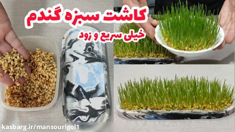 آموزش کاشت سبزه گندم برای عید/ سفره هفت سین