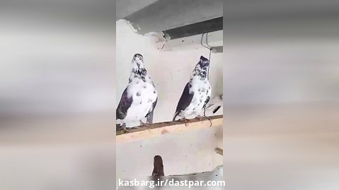 کبوترهای تهرانی پرشی خال های کم یاب