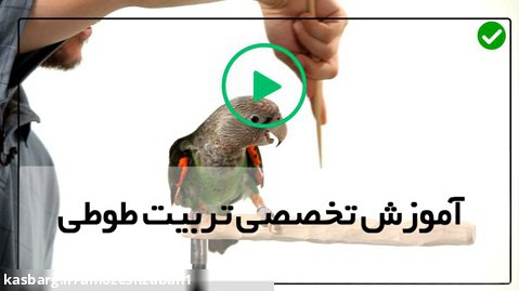 آموزش تربیت طوطی سخنگو-برخی از نشانه های پرنده بیمار