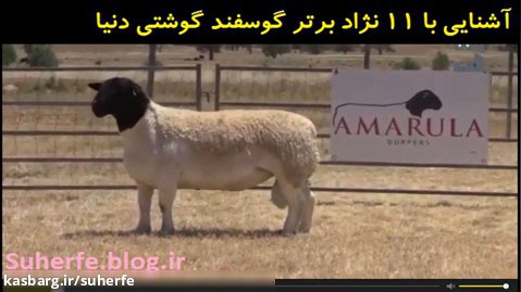 آشنایی با 11 نژاد برتر گوشتی گوسفند  Best Sheep Breeds for Meat Production