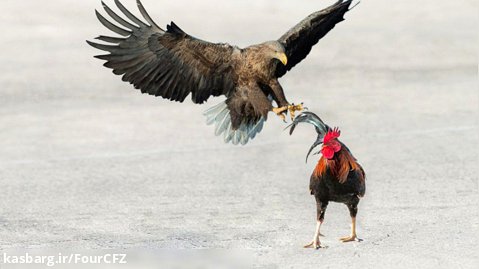 عقاب در مقابل خروس - برنده کی خواهد بود؟