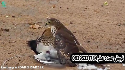 حمله پرندگان به یکدیگر در دل طبیعت