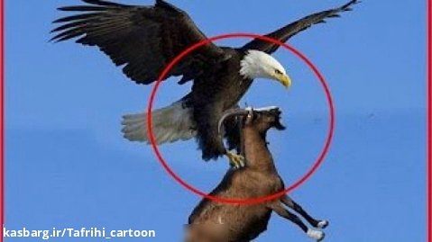 شکاز بز توسط عقاب غول پیکر | شکار حیوانات | نبرد حیات وحش