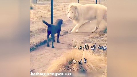 (الله اکبر) بوسیدن دست سگ توست شیر