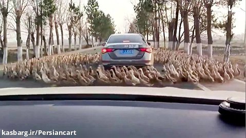 ویدیو پربازدید روز : ایجاد ترافیک توسط صدها اردک