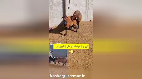 پرورش گوسفند چندقلوزا برولا افشار ترابی در شهرری تهران