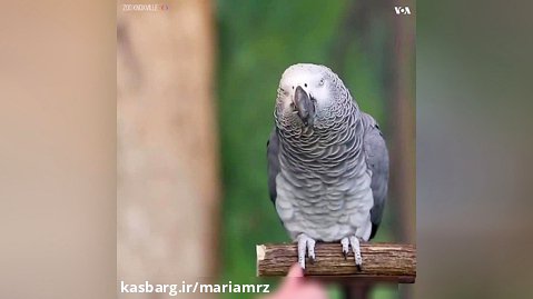 talking bird