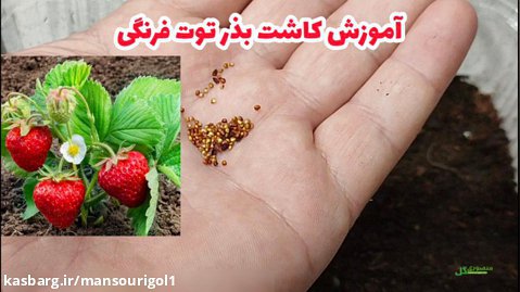 آموزش کاشت بذر توت فرنگی
