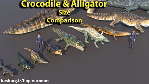 مقایسه اندازه تمام تمساح ها و کروکودیل ها
