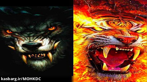 ببر در برابر گرگ (tiger vs wolf)