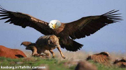 جنگ فوق العاده عقاب با شغال | نبرد حیوانات | مستند حیات وحش