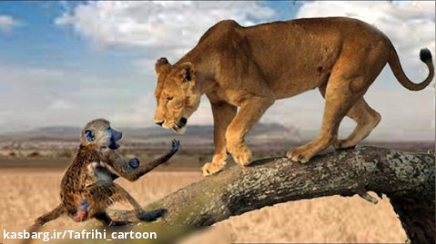 جنگ حیوانات وحشی، میمون - شیر - بابون/ حمله حیوانات وحشی
