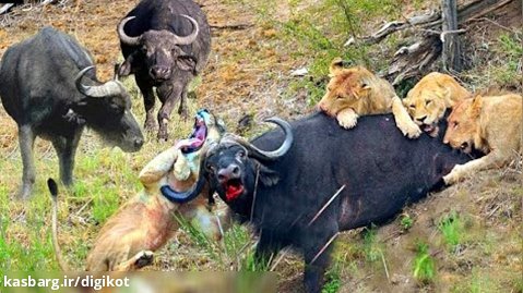 حیات وحش، شکار بوفالو توسط شیرها/گیر کردن شیر به شاخ های قدرتمند بوفالو