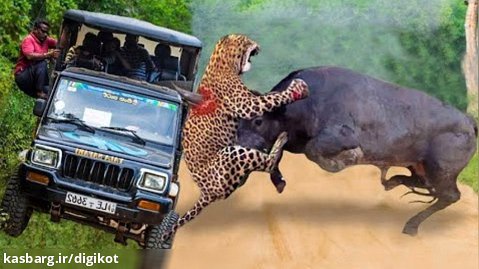 حیات وحش، مقاومت شکار در مقابل شکارچی/حمله شیر به حیوانات