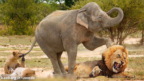 مستند حیات وحش - انتقام بچه فیل - شیر در مقابل فیل