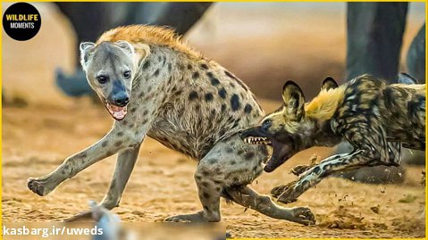 حیات وحش - 45 لحظه شکار کفتار توسط شیر - حملات حیوانات