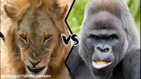 جنگ باورنکردنی حیوانات 2023 - نبرد گوریل با شیر -  نبرد حیات وحش