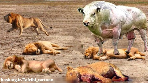 جنگ مرگبار بوفالو با شیر ها - جنگ حیوانات 2023 - نبرد حیات وحش