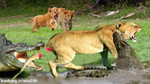 راز بقا حیات وحش | پادشاه رودخانه تمساح وحشی | حمله شیرها به کروکودیل