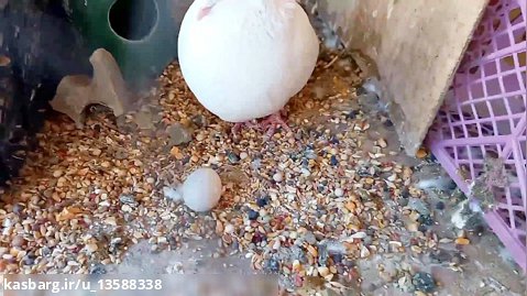 آموزش تمیز کردن قفس کبوتر (زمانی که کبوتر دان هفت تخم را روی زمین ریخته است)