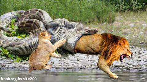 تمساح رودخانه پادشاه است، شیر از دست می دهد - مادر شیر قربانی می شود