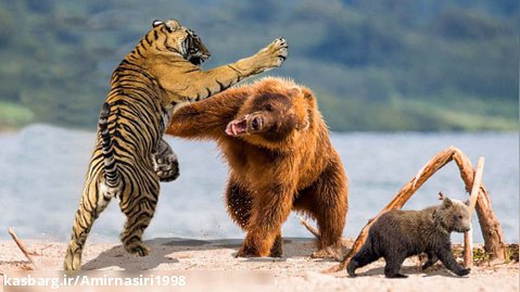 مستند حیات وحش ۲۰۲۳ | ببر در مقابل خرس سیاه | نبرد شدید ببر | جنگ حیوانات