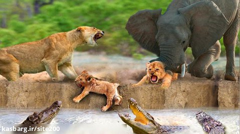 درام دیدنی حیات وحش | جنگ بین فیل تمساح شیر | حیات وحش | شکار بچه شیرها