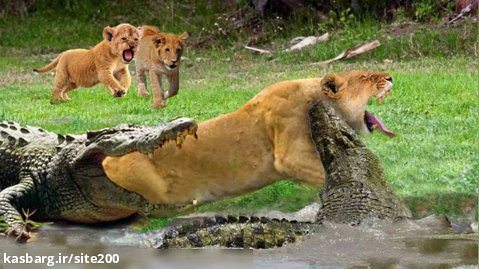 مستند حیوانات وحشی || نجات توله شیرها از دست تمساح || کلیپ حیات وحش