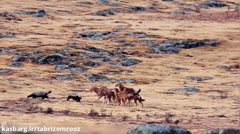 درگیری گرگ های اتیوپیایی با گورکن های عسلی
