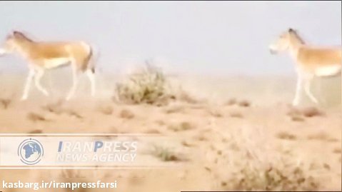 گله پرجمعیت گورخر ایرانی در پارک ملی توران