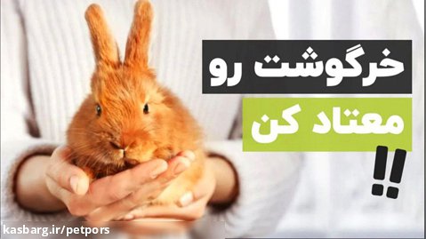 6 راهکار برای وابسته کردن خرگوش به خودمون