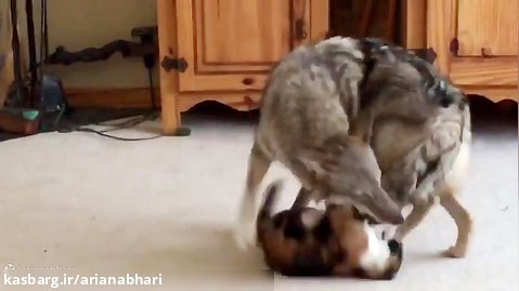بازی خنده دار گربه با سگ خانگی